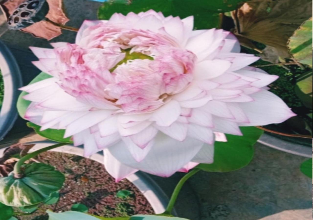 Raelyn'S Homestay Kochi 外观 照片