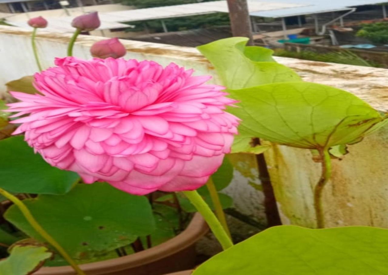 Raelyn'S Homestay Kochi 外观 照片